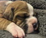 Small Photo #11 Olde English Bulldogge Puppy For Sale in ALDEN, MN, USA