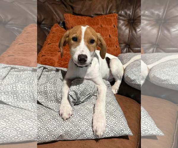 Medium Photo #2 Mutt Puppy For Sale in Greenville, SC, USA