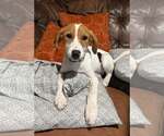 Small Photo #2 Mutt Puppy For Sale in Greenville, SC, USA