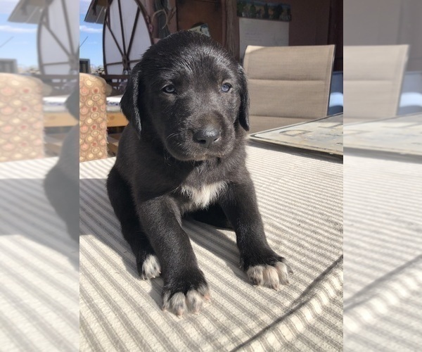 Medium Photo #17 Great Pyredane Puppy For Sale in KINGMAN, AZ, USA