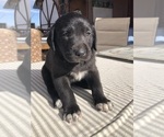 Puppy Puppy 6 Great Pyredane