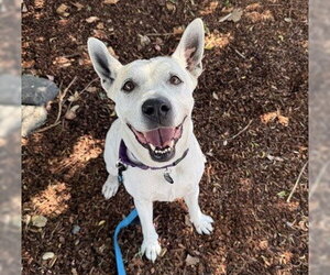 ANNIE - Female Mutt Dog for Adoption - Photo #2