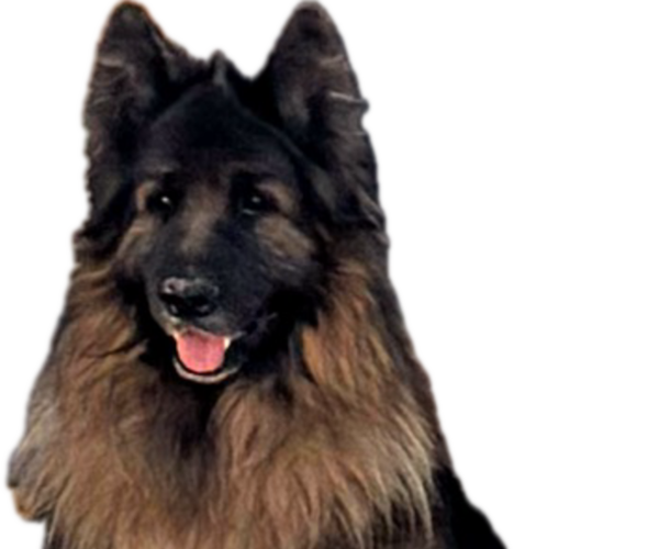 Medium Photo #1 King Shepherd Puppy For Sale in PEACH SPRINGS, AZ, USA