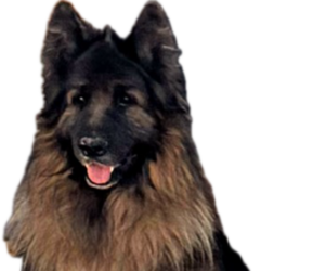 Father of the King Shepherd puppies born on 11/14/2025