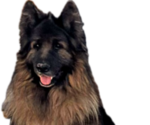 Small Photo #1 King Shepherd Puppy For Sale in PEACH SPRINGS, AZ, USA