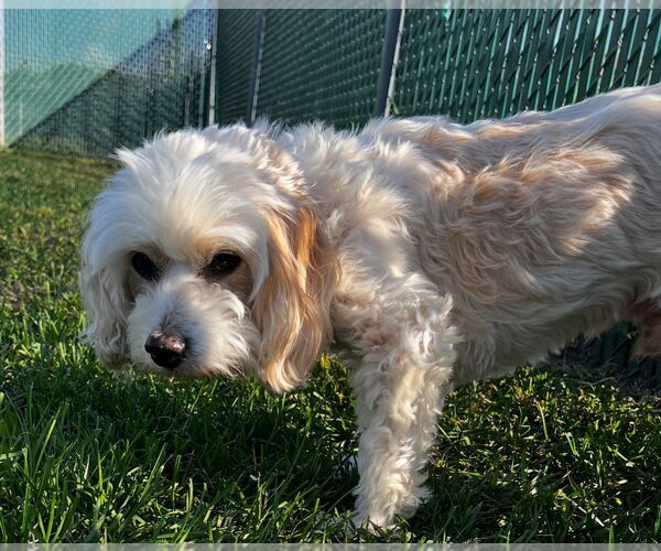 Medium Photo #2 Cavalier King Charles Spaniel-Unknown Mix Puppy For Sale in South Bend, IN, USA