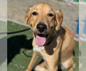 Golden Retriever-Unknown Mix Dogs for adoption in San Diego, CA, USA