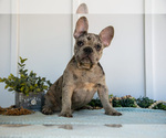 Puppy Brandon French Bulldog