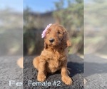 Small Photo #8 Labradoodle Puppy For Sale in PORTERVILLE, CA, USA
