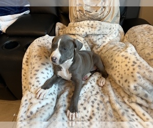 Staffordshire Bull Terrier Puppy for sale in SAINT CLOUD, FL, USA
