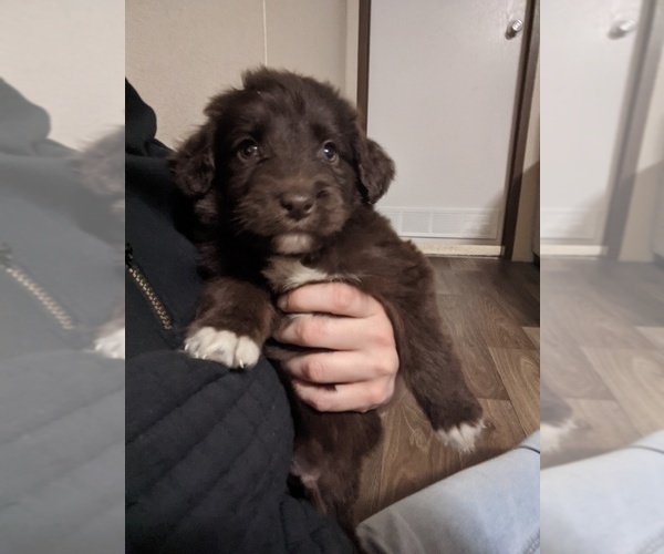Medium Photo #4 Aussiedoodle Puppy For Sale in SPENCER, TN, USA