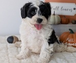 Small #2 ShihPoo