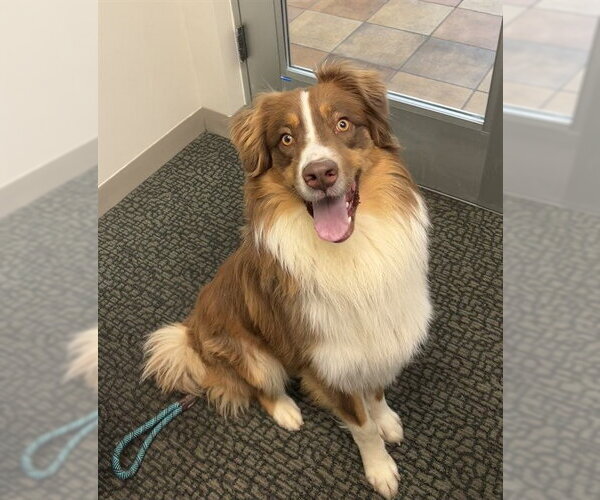 Medium Photo #1 Australian Shepherd Puppy For Sale in Pueblo, CO, USA