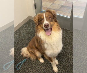 Australian Shepherd Dogs for adoption in Pueblo, CO, USA
