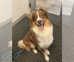 Small Australian Shepherd