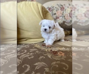 Maltese Puppy for sale in GRAND JUNCTION, CO, USA