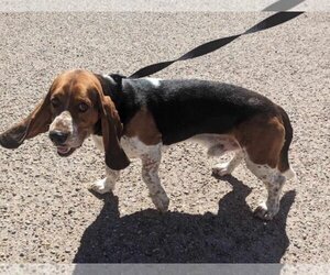 Basset Hound Dogs for adoption in PIPE CREEK, TX, USA