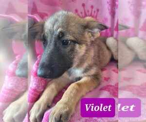 German Shepherd Dog Dogs for adoption in Scottsboro, AL, USA