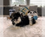 Small Photo #4 Havanese Puppy For Sale in GREENWOOD, IN, USA