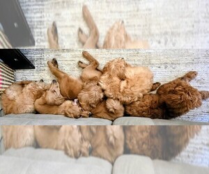 Goldendoodle mix (+ Poodle Standard) Puppy for sale in BLACK HAWK, CO, USA