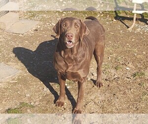 Mother of the Labrador Retriever puppies born on 05/02/2025