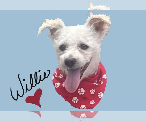 Medium Photo #1 Maltipoo Puppy For Sale in Alexandria, KY, USA