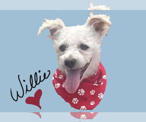 Maltipoo Dogs for adoption in Alexandria, KY, USA
