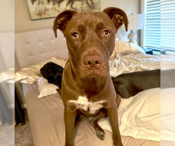 Medium Photo #5 Labrador Retriever-Unknown Mix Puppy For Sale in San Juan Capistrano, CA, USA