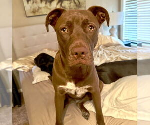 Charlie Brown - Male Labrador Retriever-Unknown Mix Dog for Adoption - Photo #5