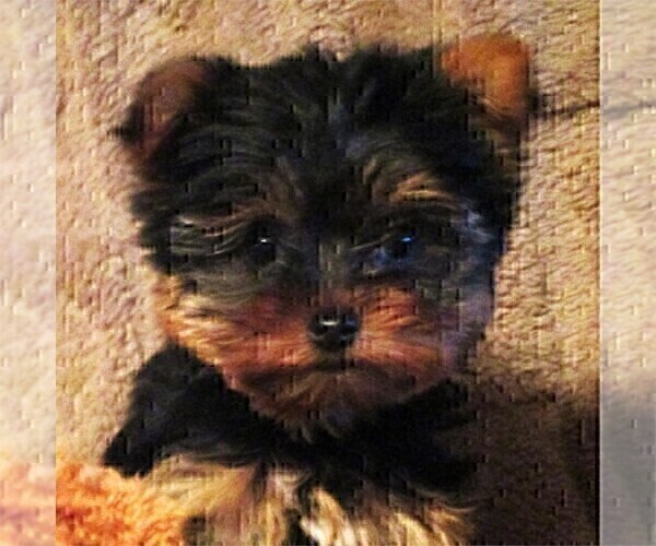 Medium Photo #18 Yorkshire Terrier Puppy For Sale in TAMPA, FL, USA