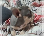 Small #3 French Bulldog
