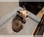 Small #2 Boston Terrier