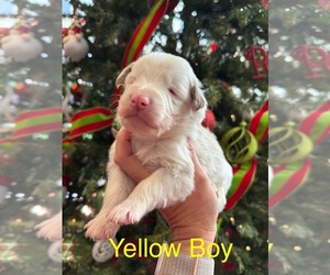 Australian Shepherd Puppy for sale in MIDDLESEX, NC, USA