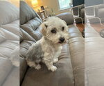 Small #3 Poodle (Miniature) Mix