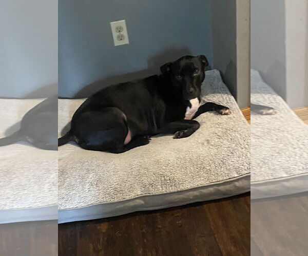 Medium Photo #2 Labrador Retriever-Unknown Mix Puppy For Sale in St. Cloud, MN, USA