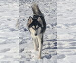 Small #10 Huskies  Mix