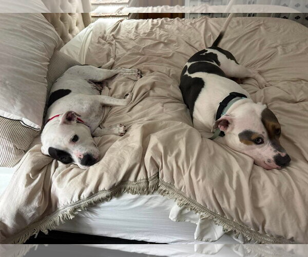 Medium Photo #1 American Pit Bull Terrier-Unknown Mix Puppy For Sale in Germantown, OH, USA