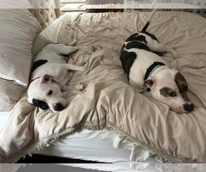 American Pit Bull Terrier-Unknown Mix Dogs for adoption in Germantown, OH, USA