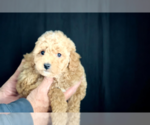 Small #1 Cavapoo (Standard)