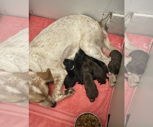Mother of the Lab-Pointer puppies born on 06/15/2026