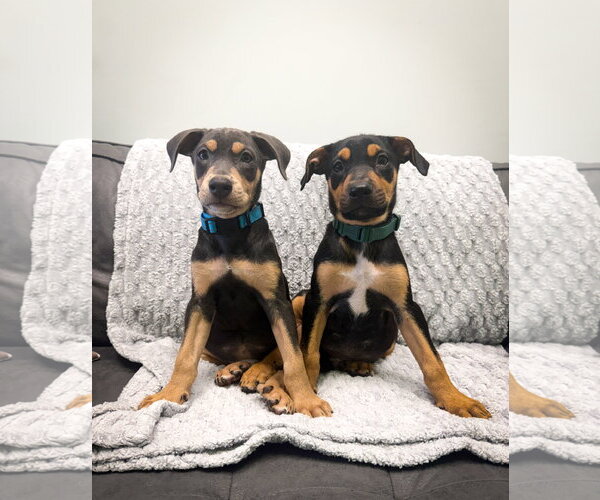 Medium Photo #4 Doberman Pinscher-Unknown Mix Puppy For Sale in Minneaoplis, MN, USA