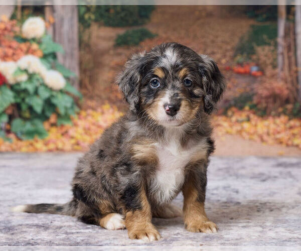 Medium Photo #5 Bernedoodle (Miniature) Puppy For Sale in DUNDEE, OH, USA