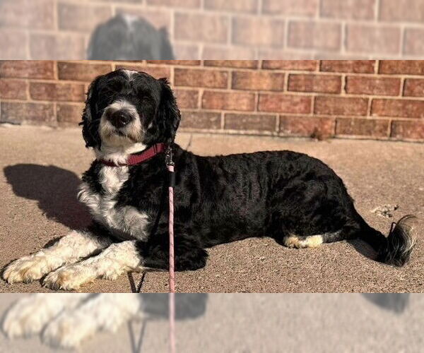 Medium Photo #2 Miniature Bernedoodle Puppy For Sale in Newfoundland, PA, USA