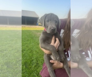 Labrador Retriever Puppy for sale in PAXTON, IL, USA