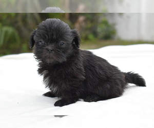 Shih Tzu Puppy for sale in PALM COAST, FL, USA