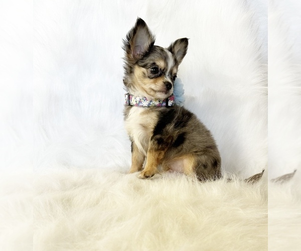 Medium Photo #8 Chihuahua Puppy For Sale in SACRAMENTO, CA, USA