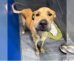 Small #1 Black Mouth Cur-Labrador Retriever Mix