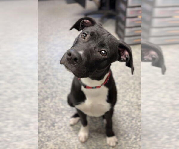 Medium Photo #5 Mutt Puppy For Sale in Bemidji, MN, USA