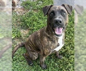 American Pit Bull Terrier-Unknown Mix Dogs for adoption in Sistersville, WV, USA