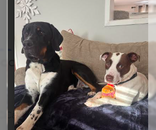 Medium Photo #2 American Pit Bull Terrier-Rat Terrier Mix Puppy For Sale in Waseca, MN, USA